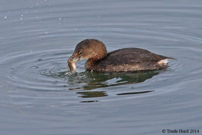 Pied-billed Grebe eating a fish