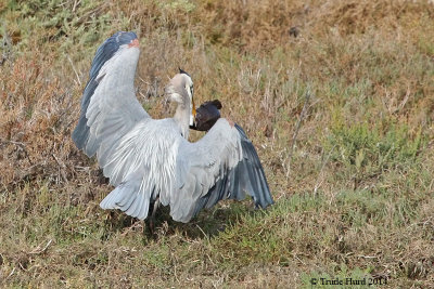 Great Blue Heron eating a bigger fish