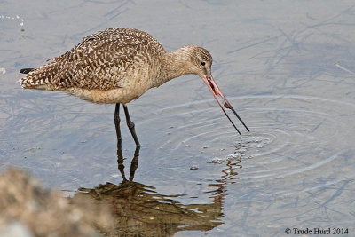 Marbled Godwit eating, well, whatever it was eating!