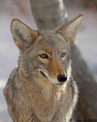 COYOTE zoo IMG_2990 r.jpg