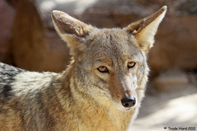 COYOTE zoo IMG_3015 r.jpg