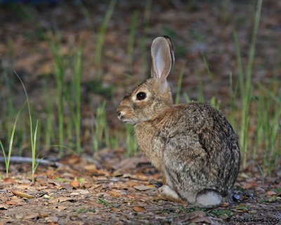 Cottontail Rabbit IMG_4468 r.jpg