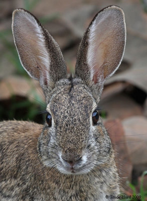 Cottontail head on IMG_7660r.jpg