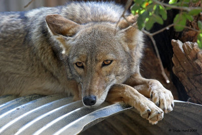 coyote OC Zoo  IMG_1945 r.jpg