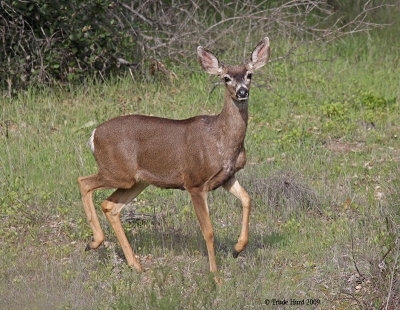IMG_8028 second MULE DEER r.jpg