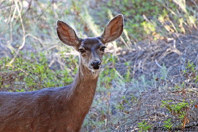 MULE DEER CASPERS IMG_8327 r.jpg