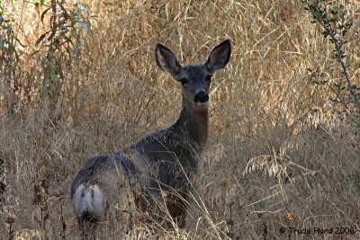 MULE DEER IMG_7718 r.jpg