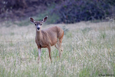 MULE DEER STARR RANCH IMG_6456 r.jpg