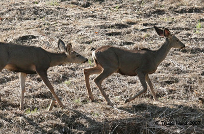 Mule Deer buck investigates female 2 IMG_0042 r.jpg
