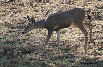 Mule Deer buck walk left IMG_0572 r.jpg