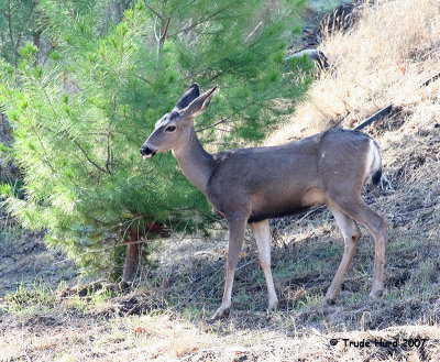Mule Deer next to pine IMG_0605r.jpg