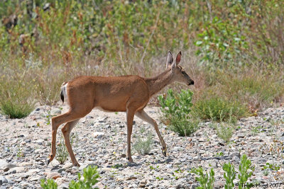 mule deer IMG_0388 r.jpg