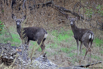 mule deer IRP IMG_0707 rc.jpg