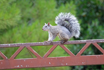 Western Gray Squirrel IMG_3822 r.jpg