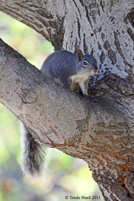 western gray squirrel IMG_6300 r.jpg