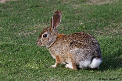 Audubon Cottontail IMG_3483 r.jpg