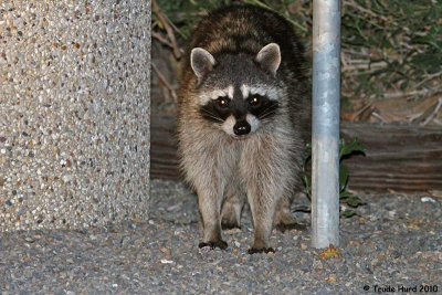 raccoon IMG_8240 r.jpg