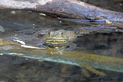 Bullfrog IMG_1361 r.jpg