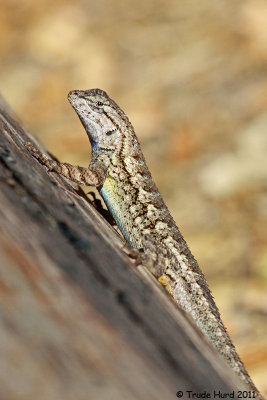 FENCE LIZARD CASPERS IMG_3389 r.jpg