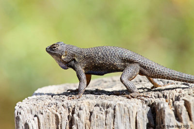 Fence Lizard Display on post 1 of 2 IMG_3149 r.jpg