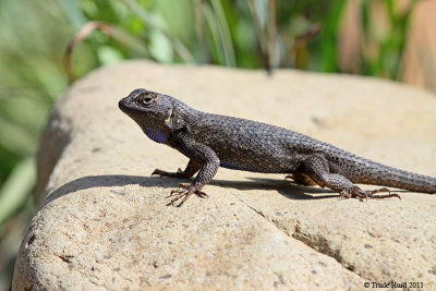 Fence Lizard IMG_3146 r.jpg