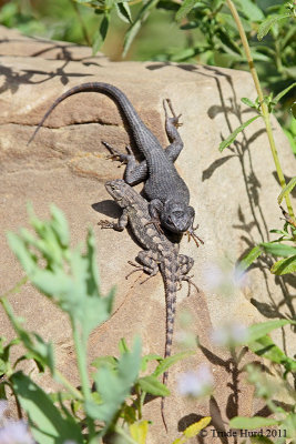 Fence Lizard pair IMG_3118 r.jpg