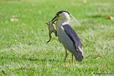 black-crowned night heron eat frog IMG_1356 r.jpg