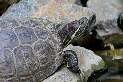 eared slider IMG_3414 r.jpg