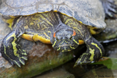 eared slider IMG_3416 r.jpg