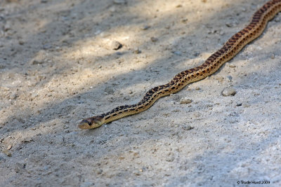 GOPHER SNAKE IMG_6190 r.jpg