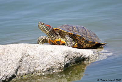 RED-EARED SLIDER IMG_0949 r.jpg