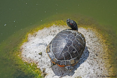 RED-EARED SLIDER MASON PARK IMG_7528 R.jpg
