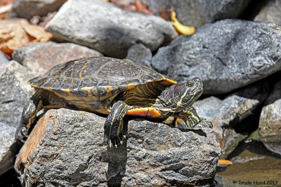 Red-eared Slider Tucker IMG_2661 r.jpg