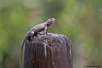 WESTERN FENCE LIZARD IMG_3258 r.jpg