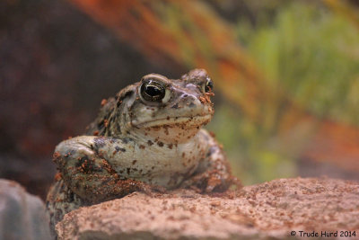 WESTERN TOAD CAPTIVE IMG_3532 p.jpg