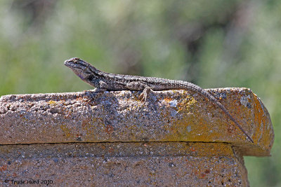 Western Fence LIZARD IMG_8557 r.jpg