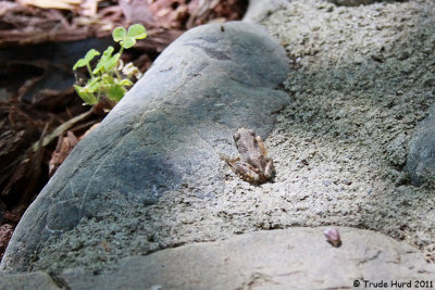pacific tree frog back IMG_2355 r.jpg