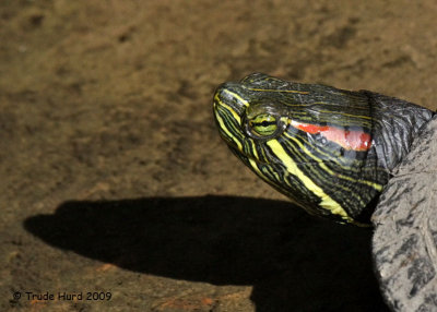 red-eared slider head IMG_1603 r.jpg