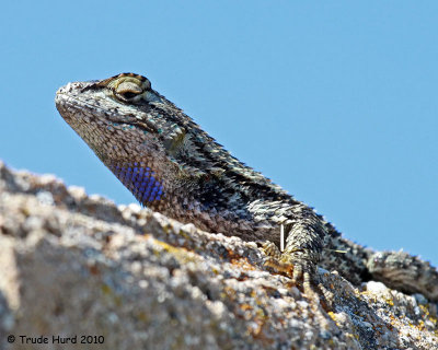 western fence lizard throat IMG_8568 r.jpg