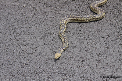 Gopher Snake head IMG_6538 r.jpg