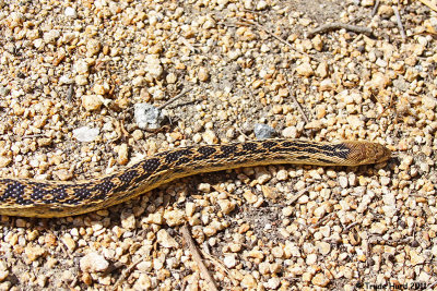 gopher snake dead SJWS IMG_4417 r.jpg