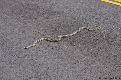 gopher snake on Riparian View SJWS IMG_6529 r.jpg