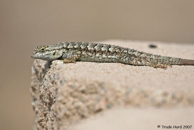 western fence lizard IMG_0372 r.jpg