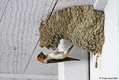 CLIFF SWALLOW AT NEST 1IMG_1504 r.jpg