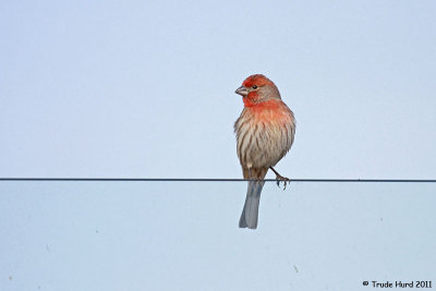HOUSE FINCH IMG_5191 r.jpg