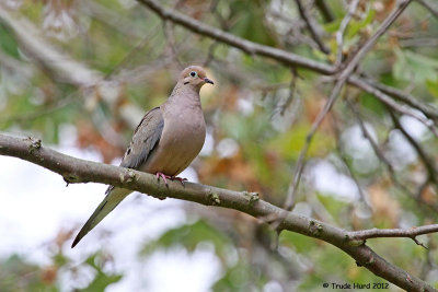 MOURNING DOVE IMG_0681 r.jpg