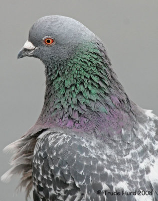 Rock Dove IMG_0602 R.jpg