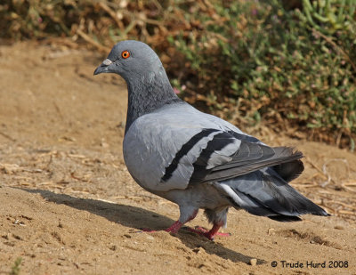 Rock Pigeon IMG_4363 r.jpg