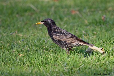 starling IMG_4025 R.jpg