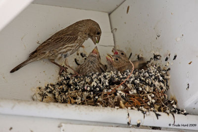 HOFI feed nestlings IMG_4698 r.jpg